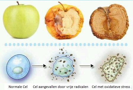 Deze appels laten zien hoe onze cellen degenereren onder invloed van oxidatieve stress