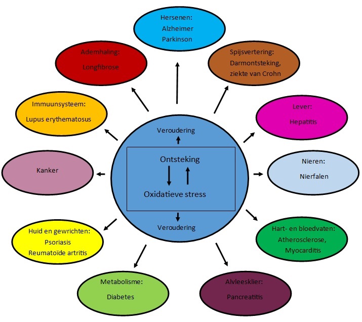 Oxidatieve stress en ontstekingen. Oorzaak en gevolg. De resultaten zijn ongemakken en ziekten.